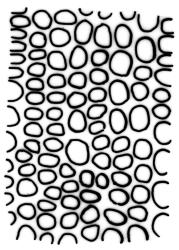 Ptychomitrium australe mid laminal cells. Drawn from J.T. Linzey 3435, CHR 545821.
 Image: R.C. Wagstaff © Landcare Research 2018 CC BY-NC 3.0 NZ